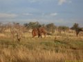 Kenya Safari Tsavo Est et Ouest 031